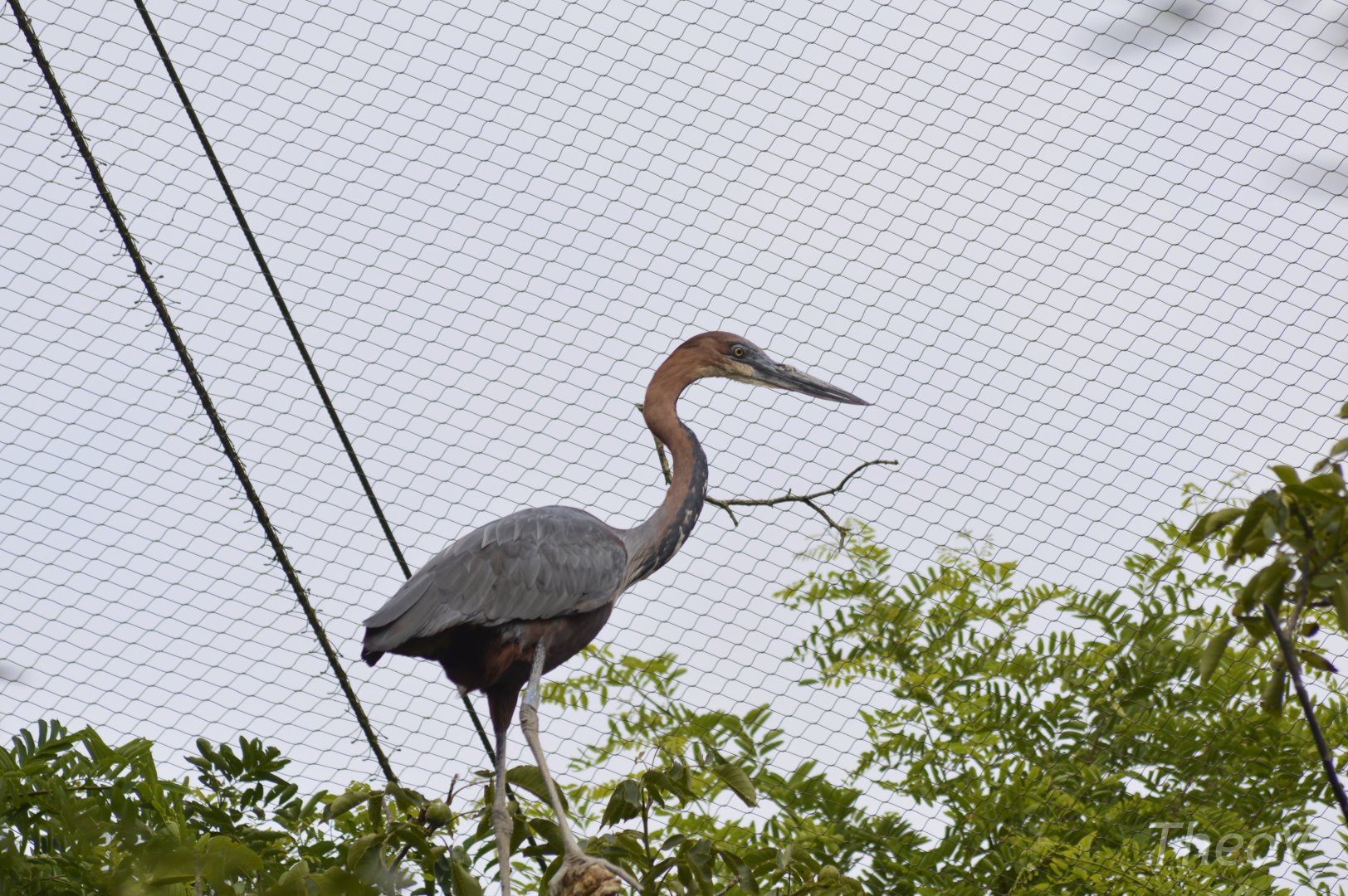 Goliath heron - Sanctuaire des okapis [2020]