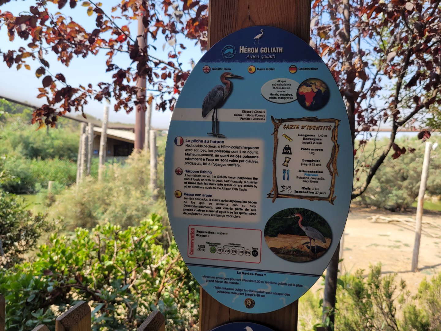 Goliath heron sign -Réserve Africaine de Sigean (2022)