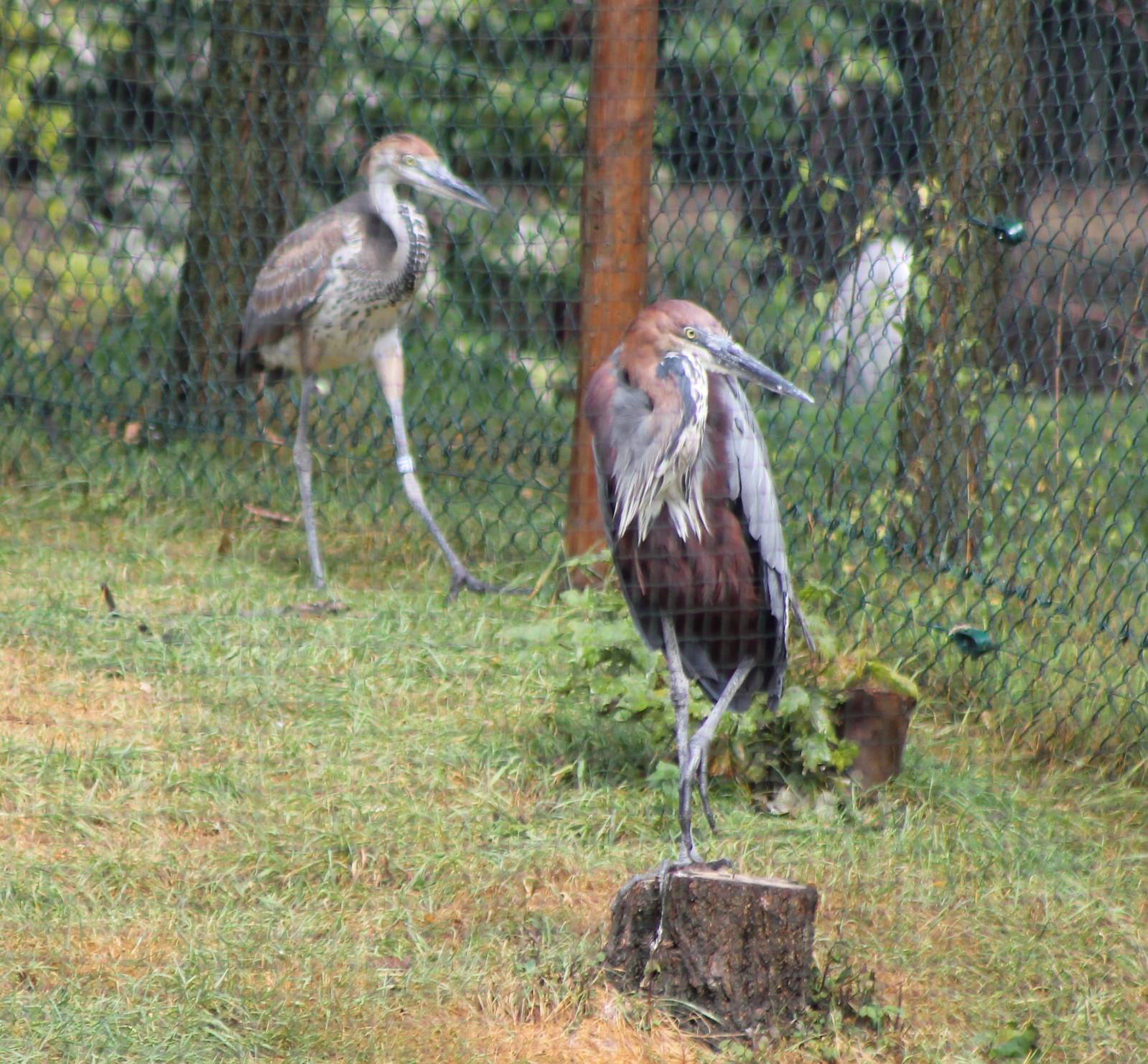 goliath heron with young