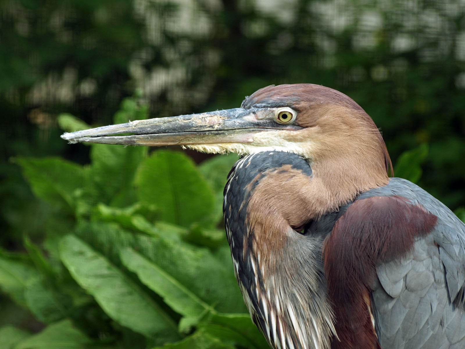 Goliath heron