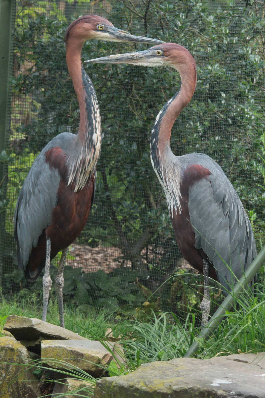 Goliath Heron