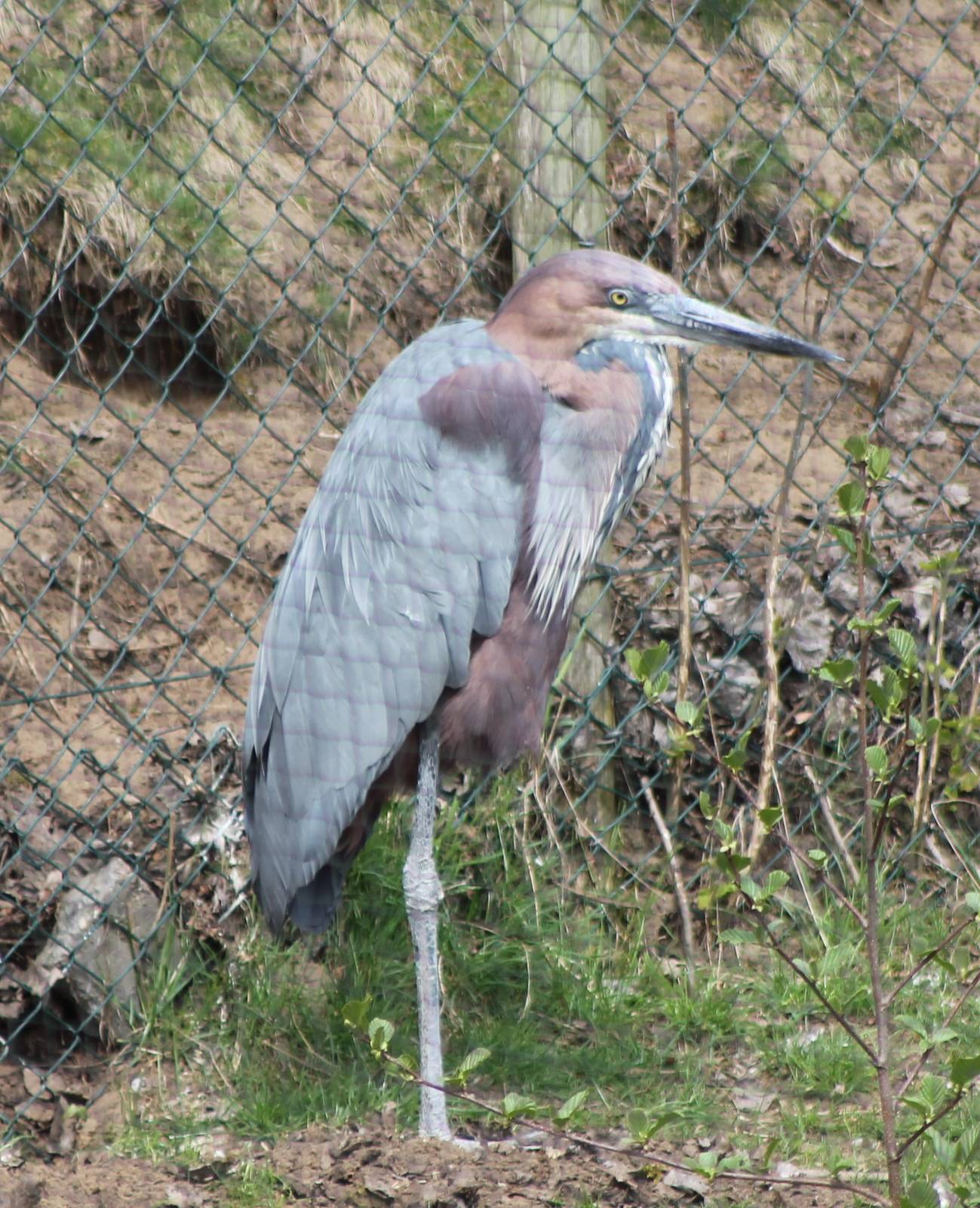 Goliath heron