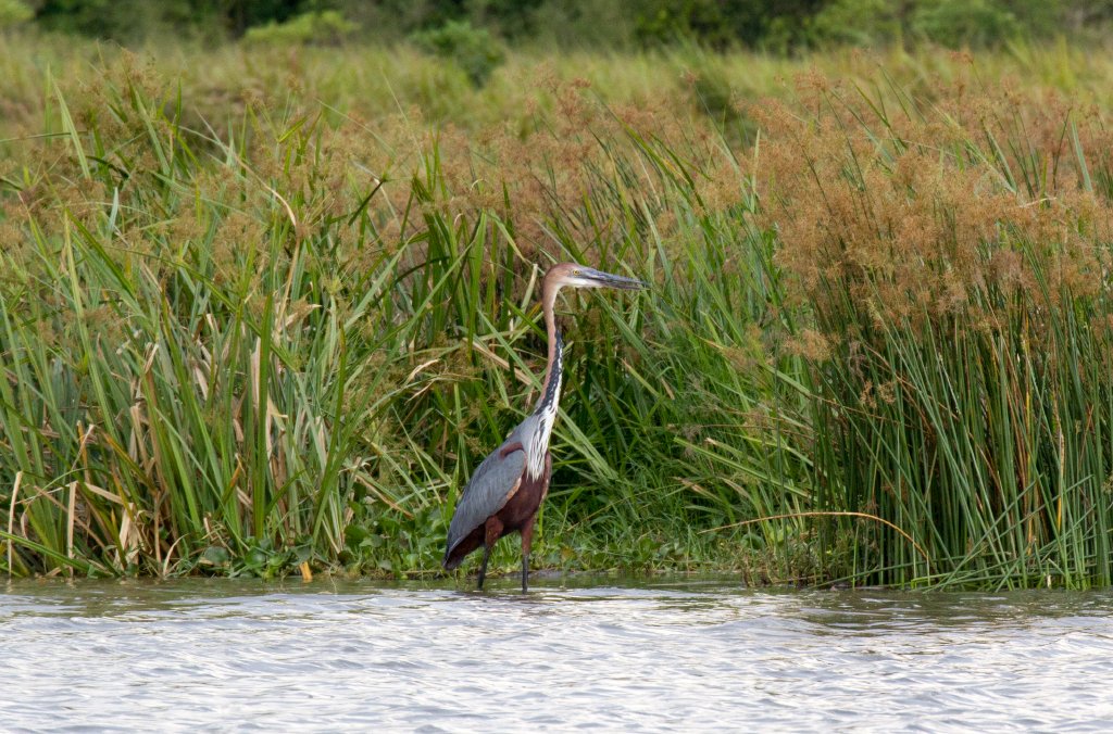 Goliath Heron
