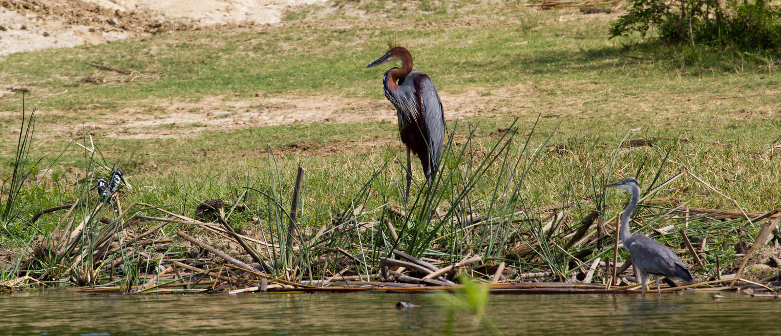 Goliath Heron