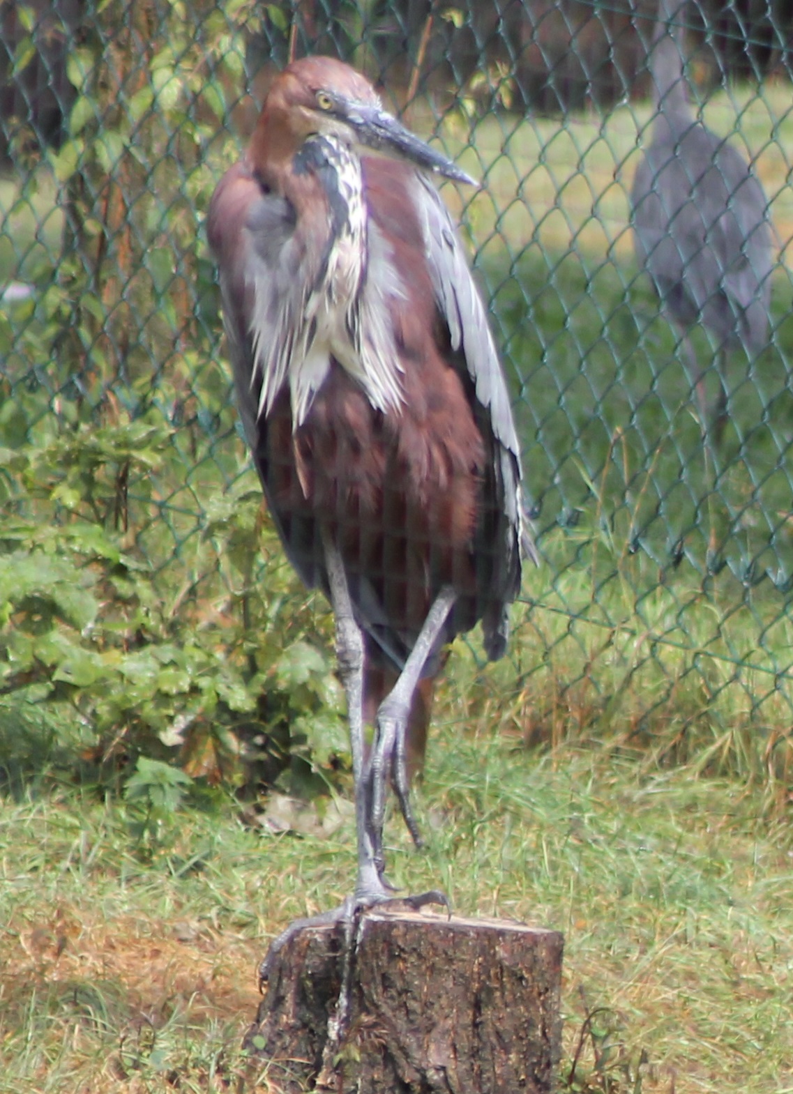 Goliath heron