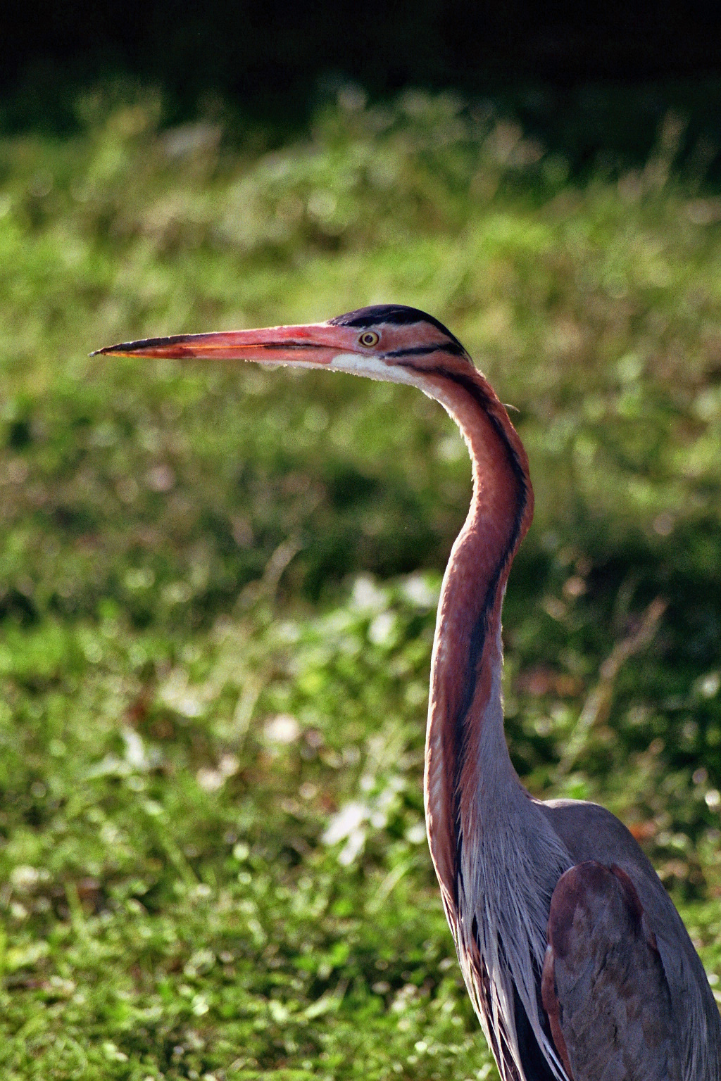 Goliath heron