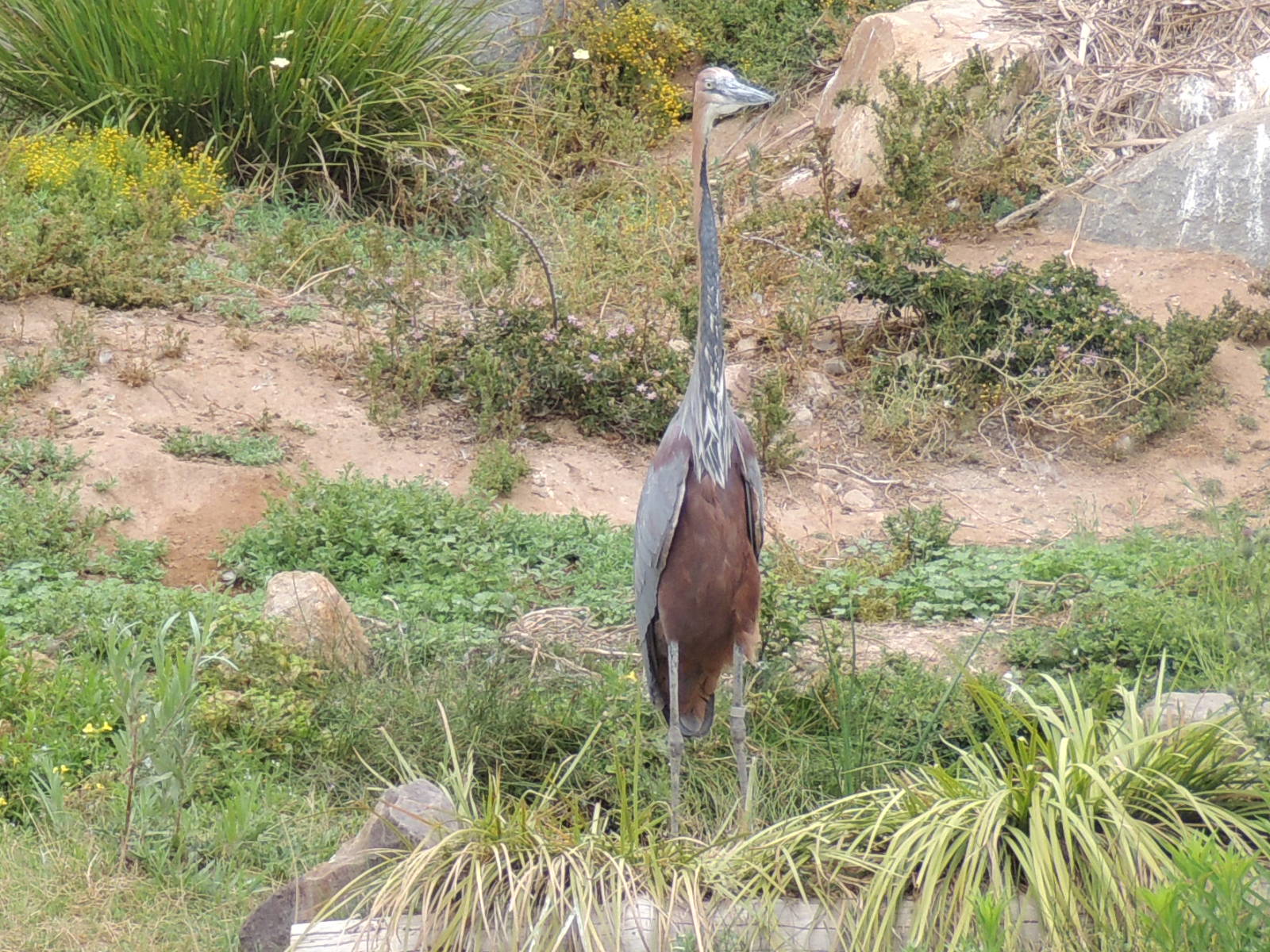 goliath heron