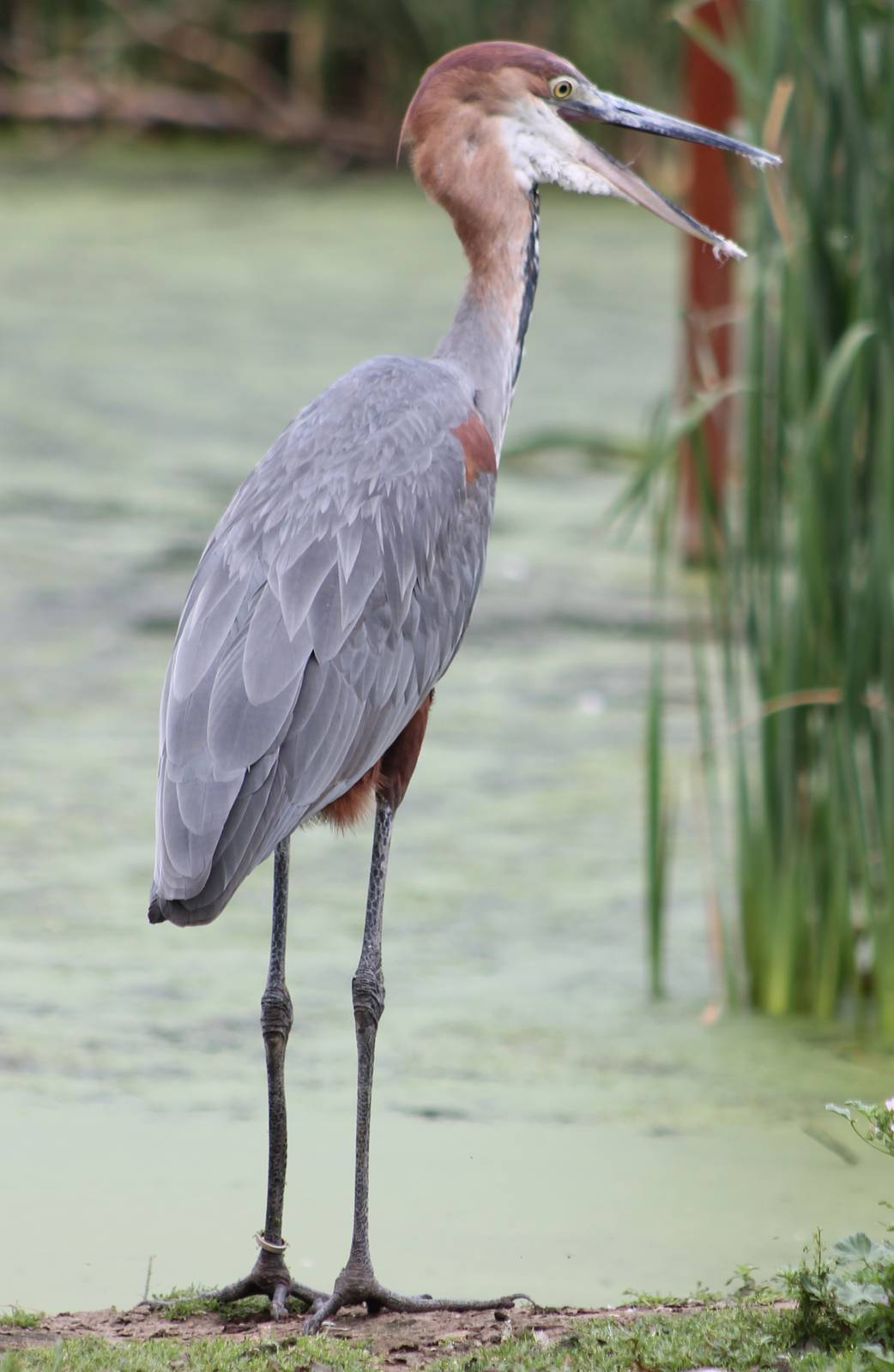 Goliath heron