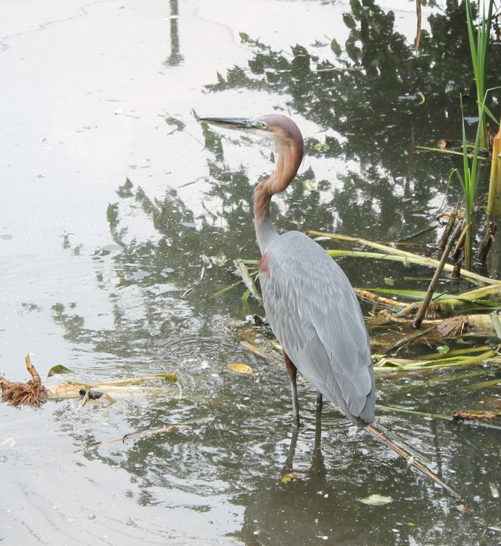 Goliath heron