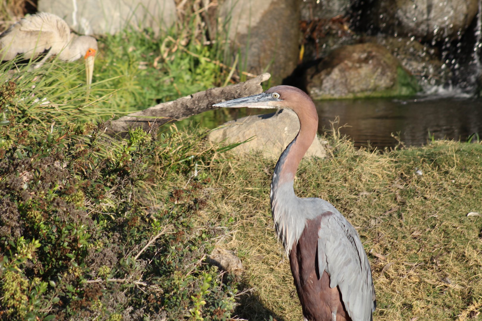Goliath Heron