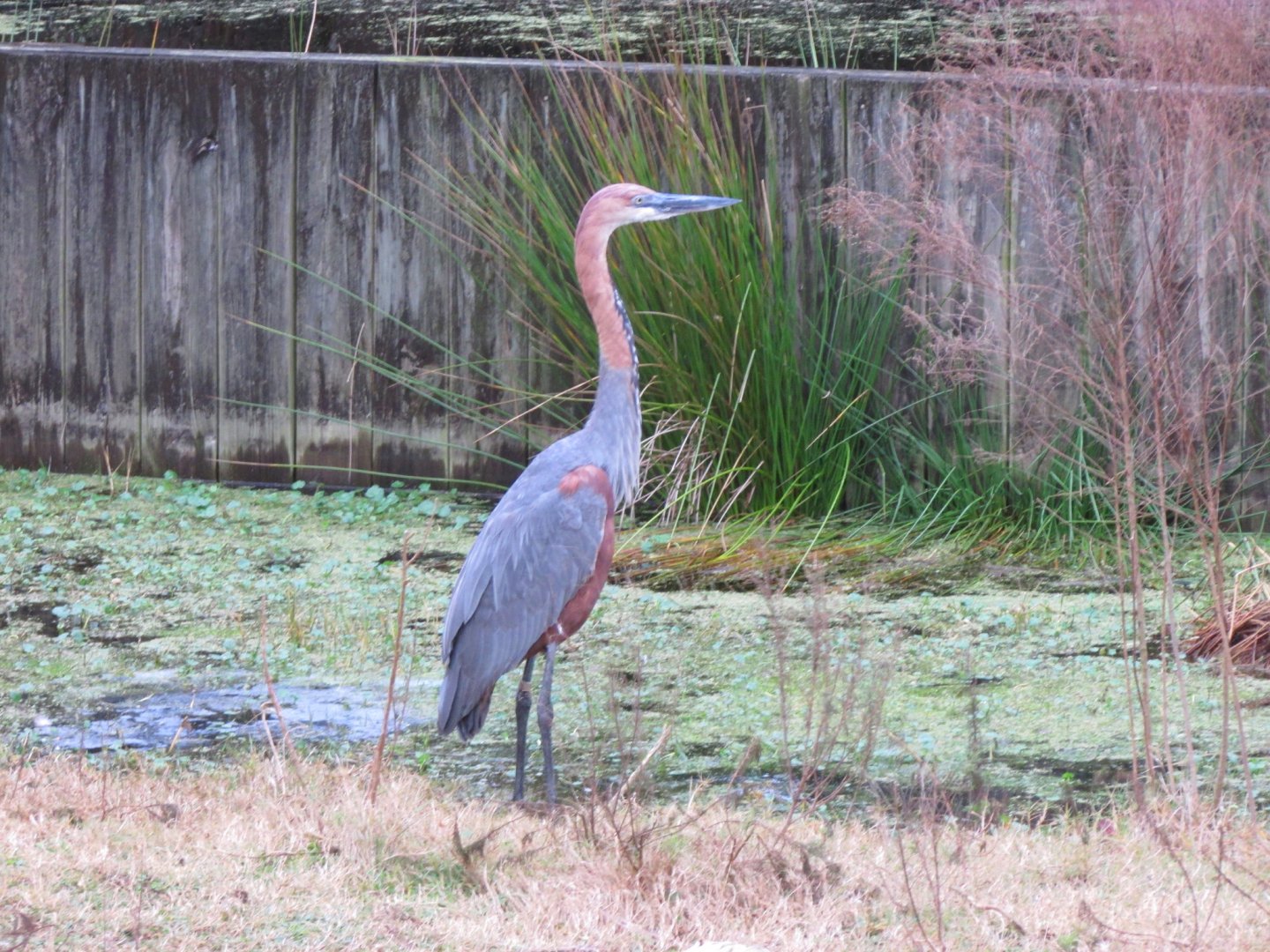 Goliath Heron