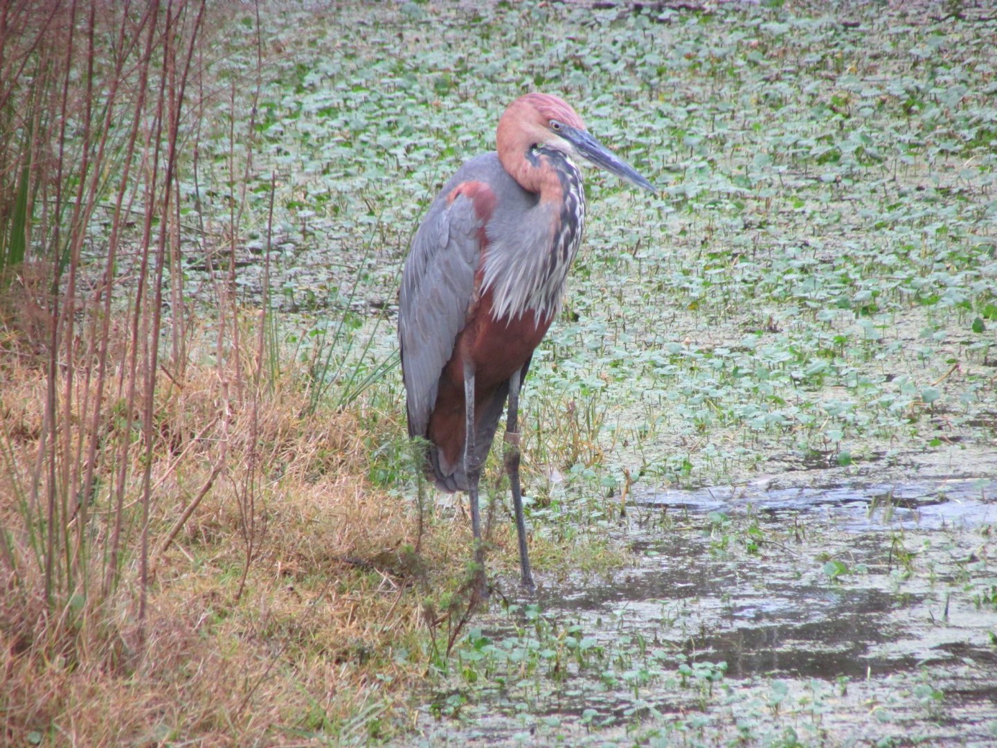 Goliath Heron