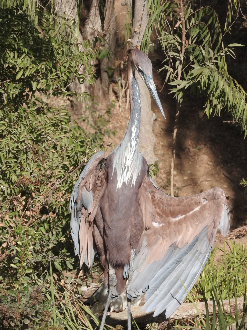 Goliath Heron