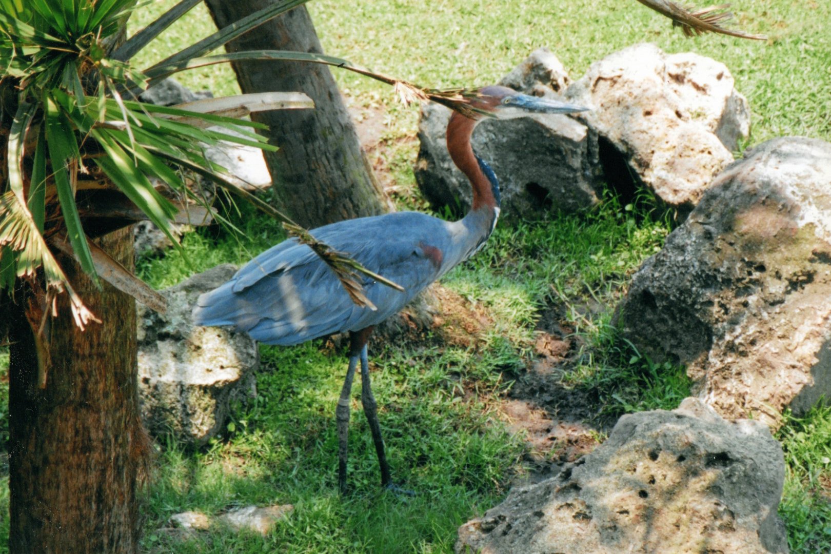 Goliath Heron