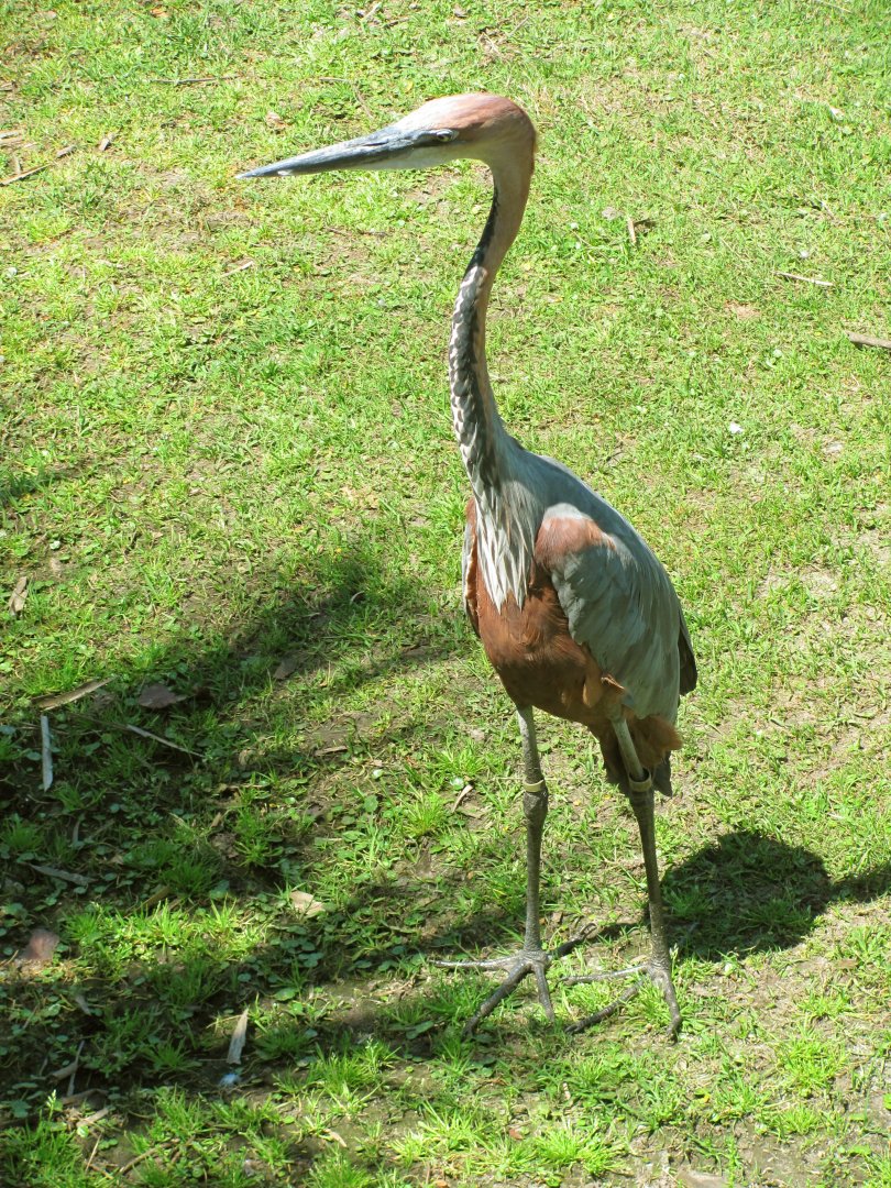 Goliath Heron