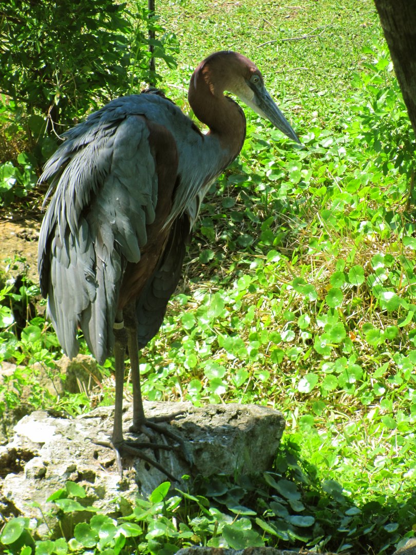 Goliath Heron