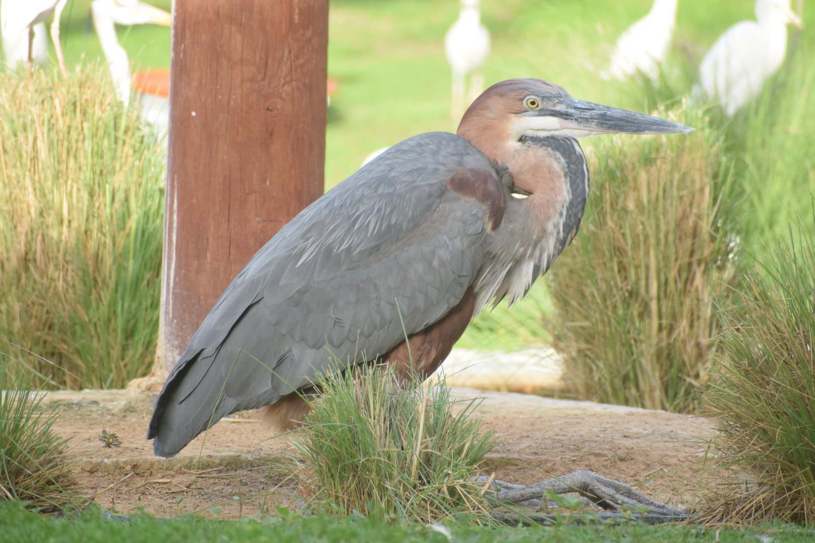 Goliath Heron