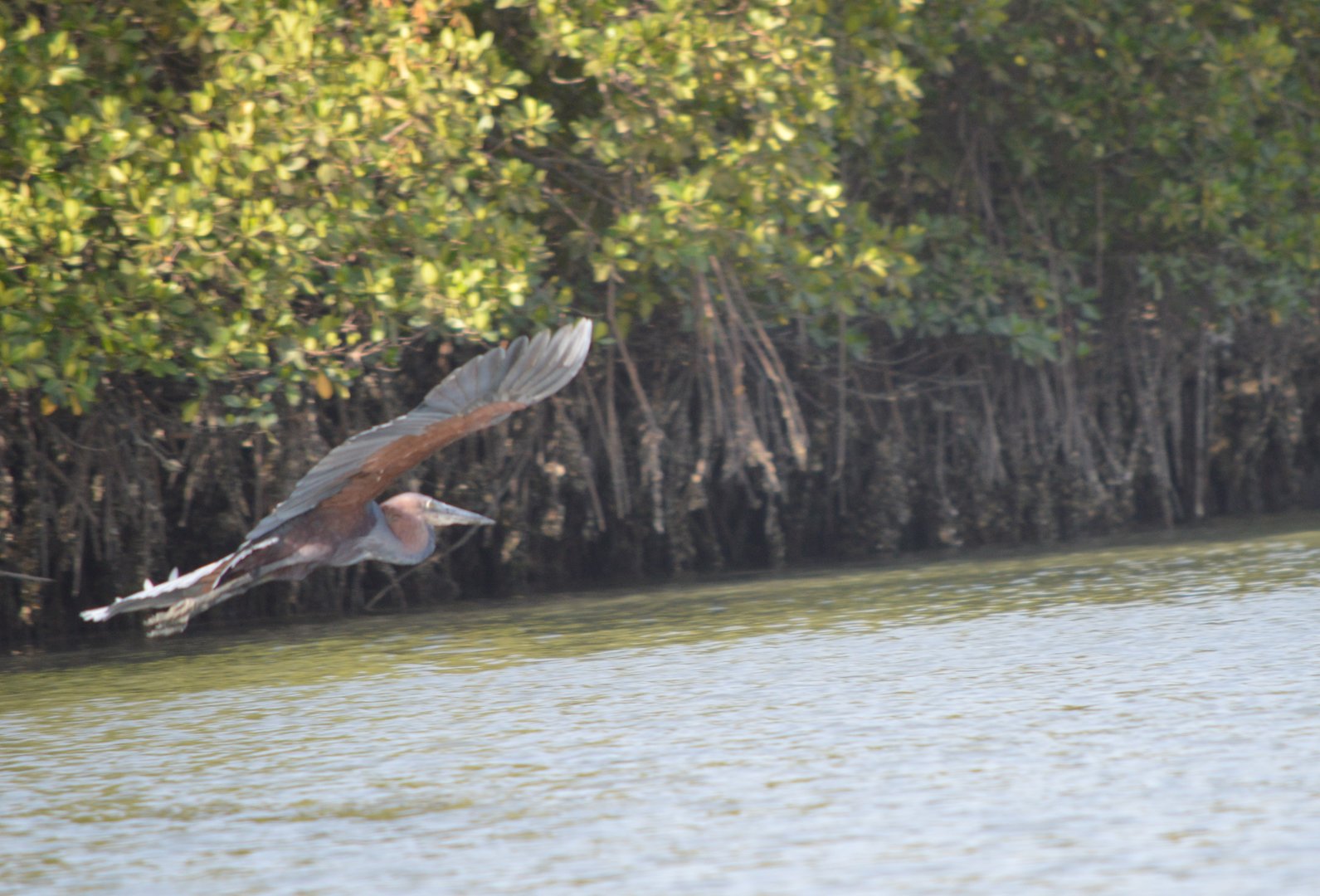 Goliath Heron