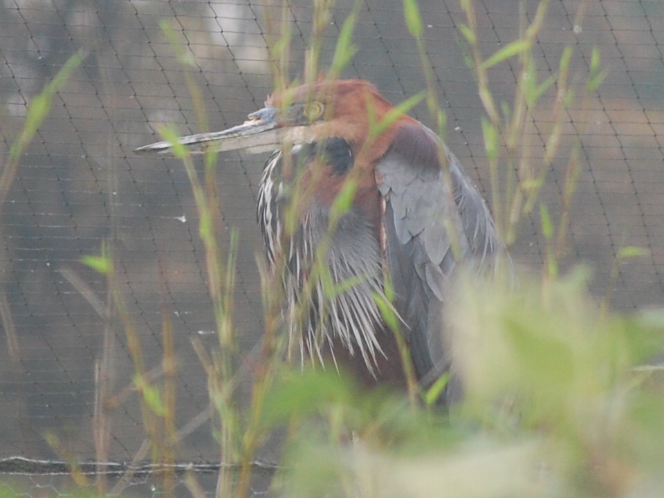 Goliath Heron