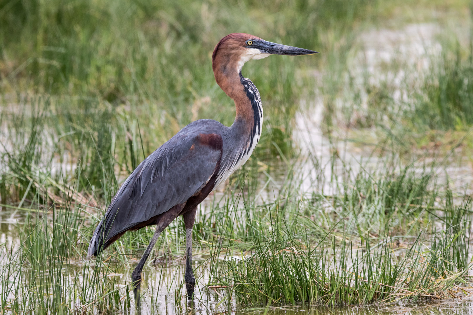 Goliath Heron