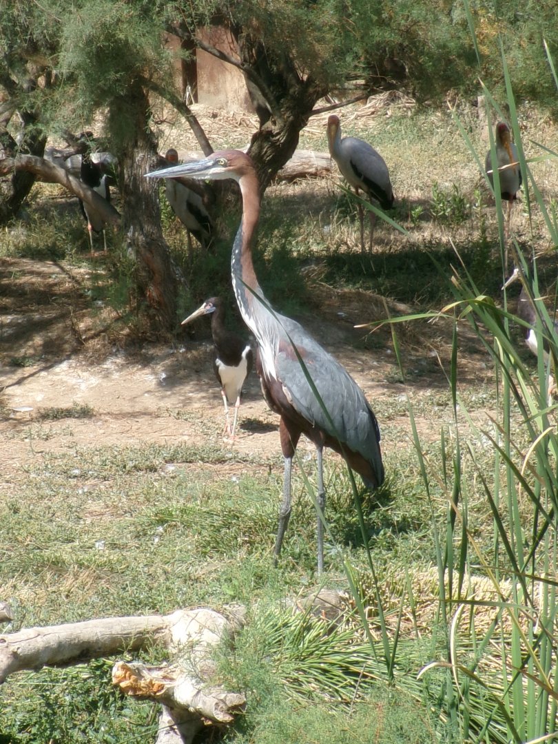 Goliath heron