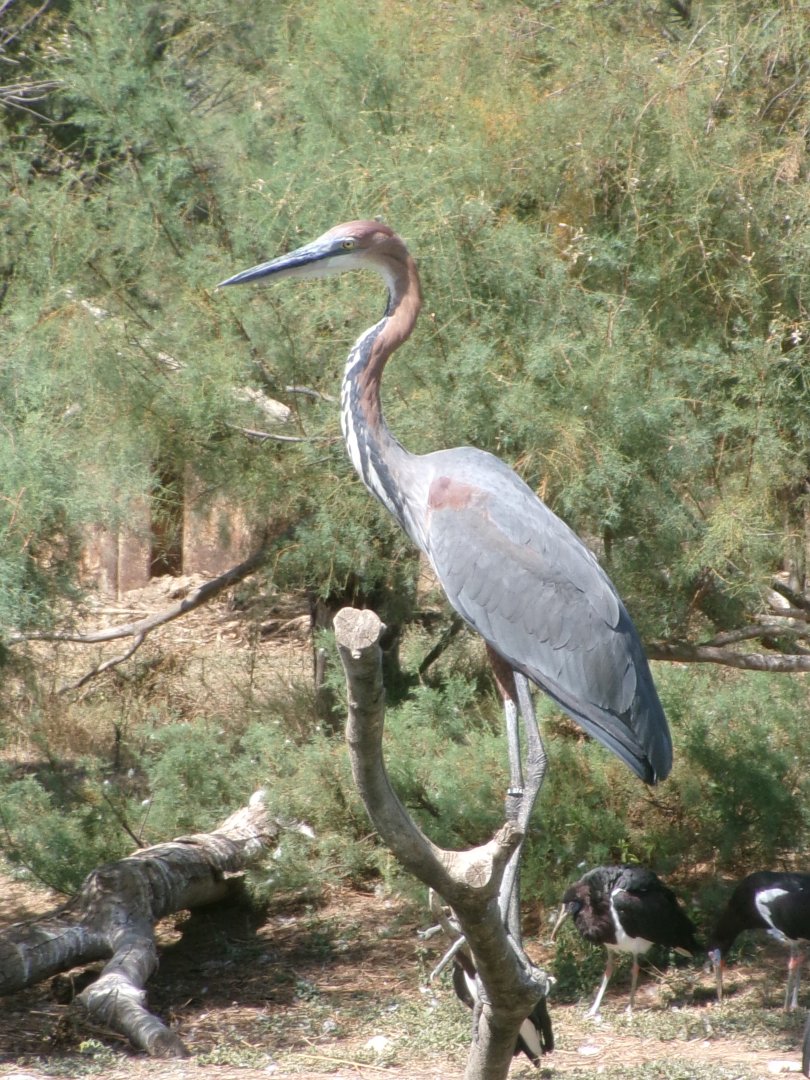 Goliath heron