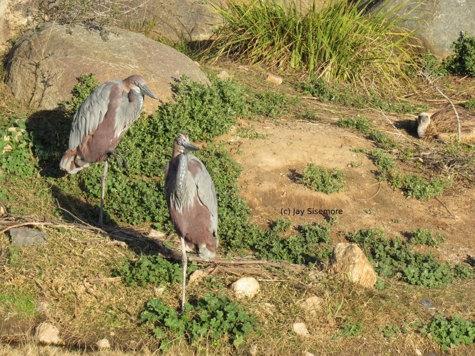 Goliath Herons and Griffon Vulture