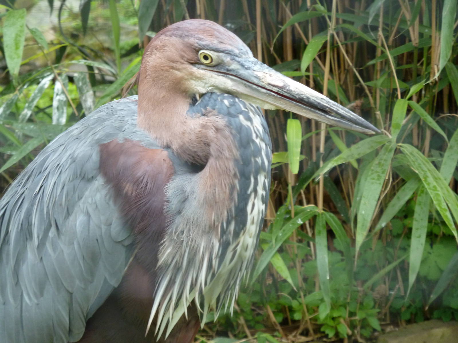 Goliath herron