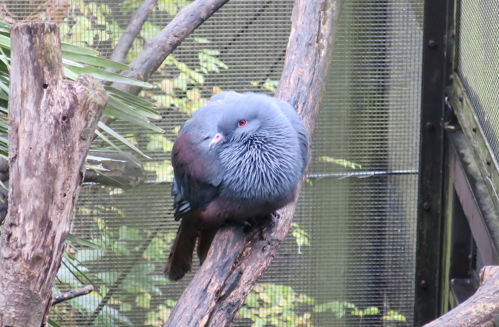 Goliath Imperial Pigeon (Ducula goliath)