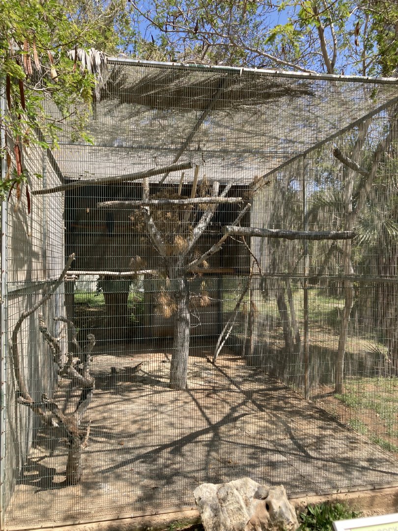 Goliath palm cockatoo exhibit