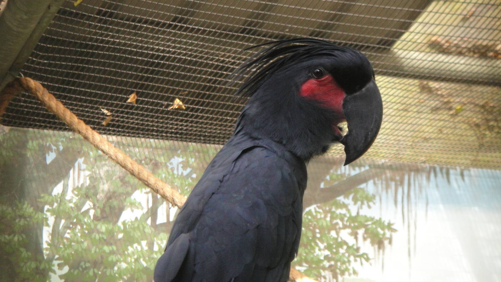 Goliath Palm Cockatoo (Probosciger aterrimus goliath)
