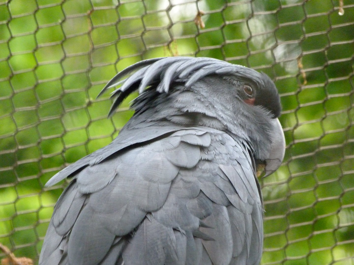 Goliath palm cockatoo -ZooParc de Beauval (2025)