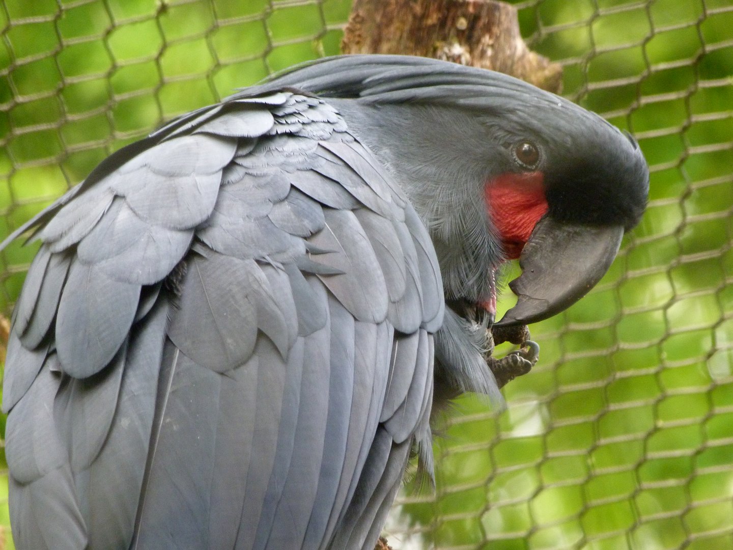 Goliath palm cockatoo -ZooParc de Beauval (2025)