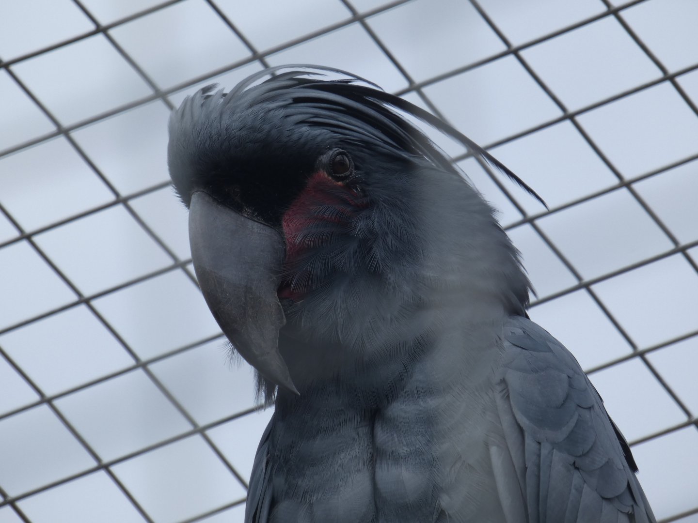 Goliath Palm Cockatoo