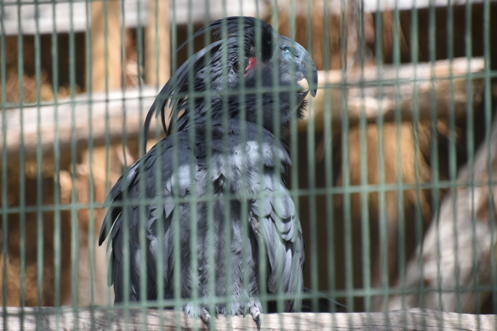 Goliath palm cockatoo