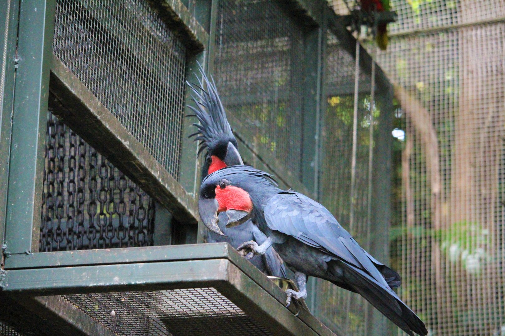 Goliath Palm Cockatoos (Probosciger aterrimus)