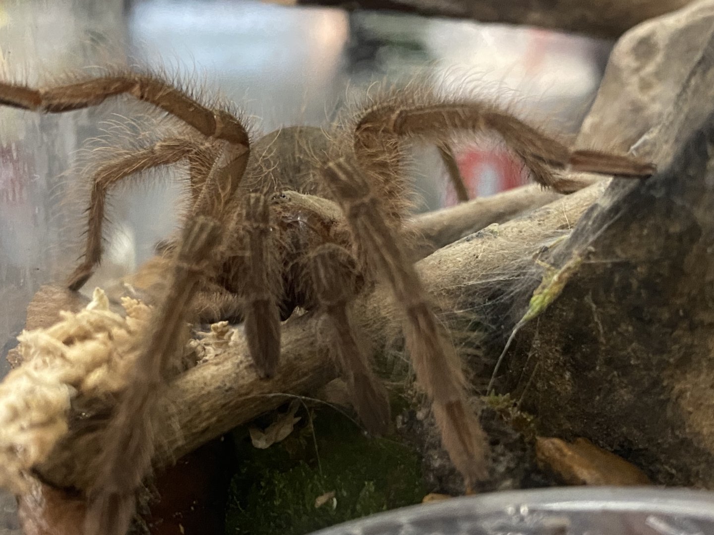 Goliath Pinkfoot Tarantula