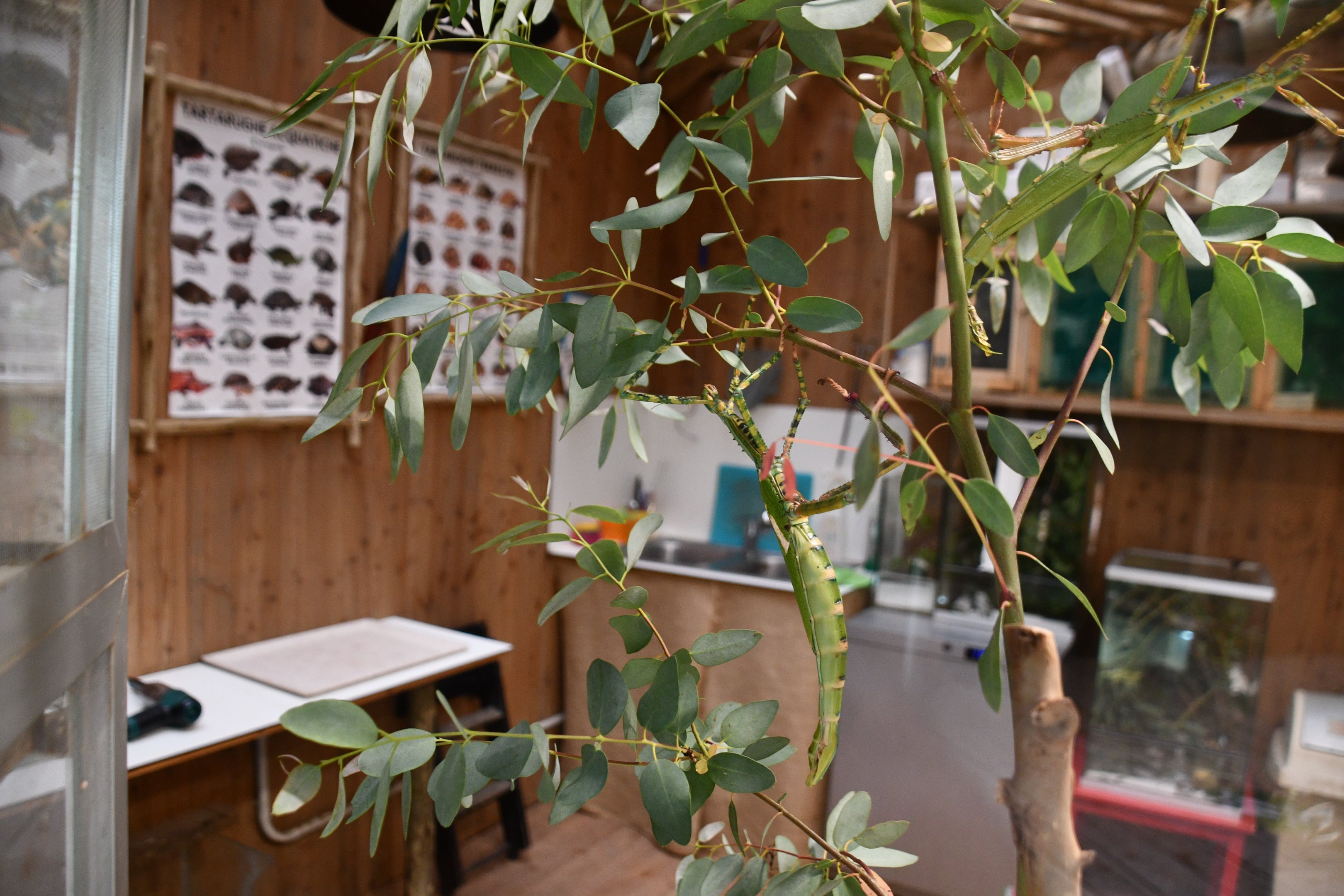Goliath Stick Insect (Eurycnema goliath) in the House of Giants