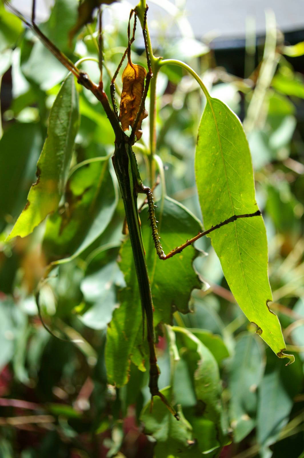 goliath stick insect (Eurycnema goliath)