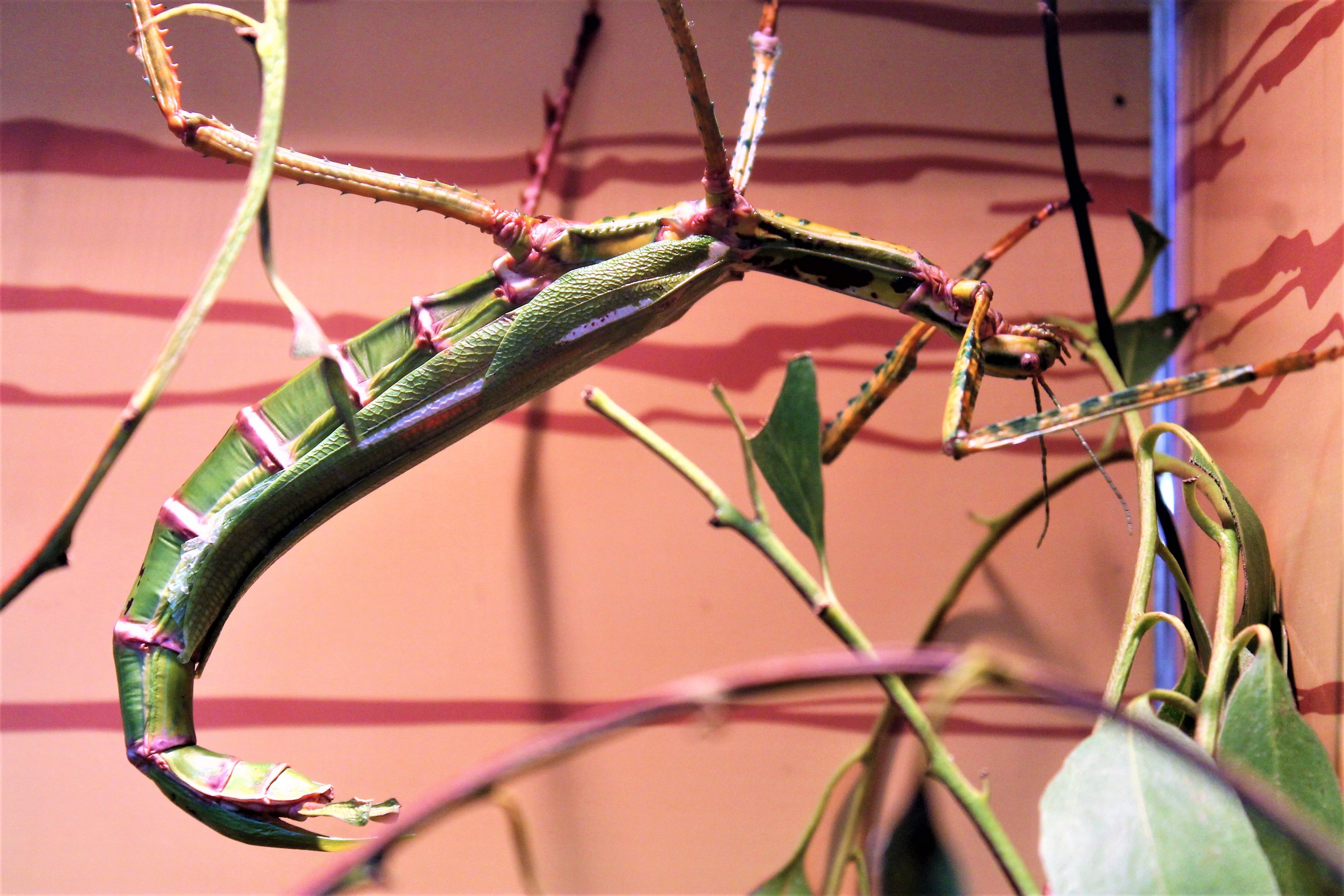 Goliath Stick Insect (Eurycnema goliath)