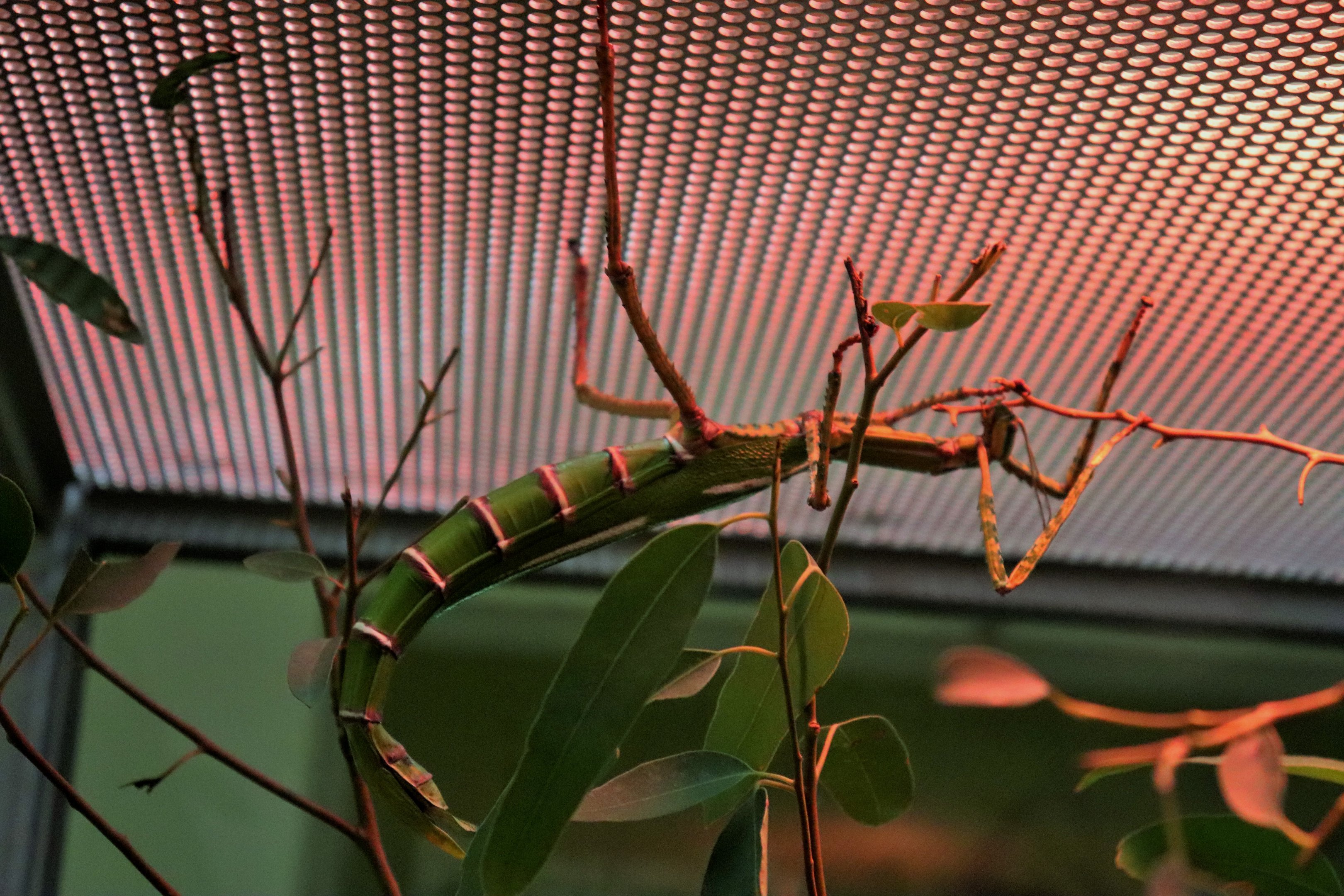 Goliath Stick Insect (Eurycnema goliath)