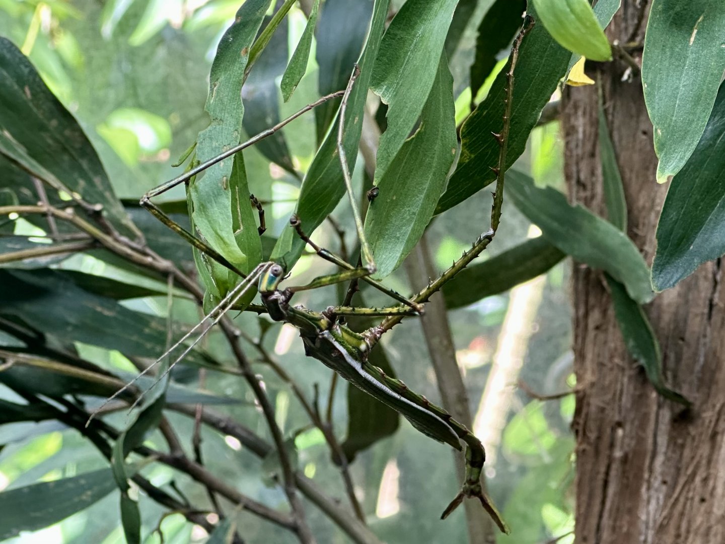 Goliath stick insect (Eurycnema goliath)