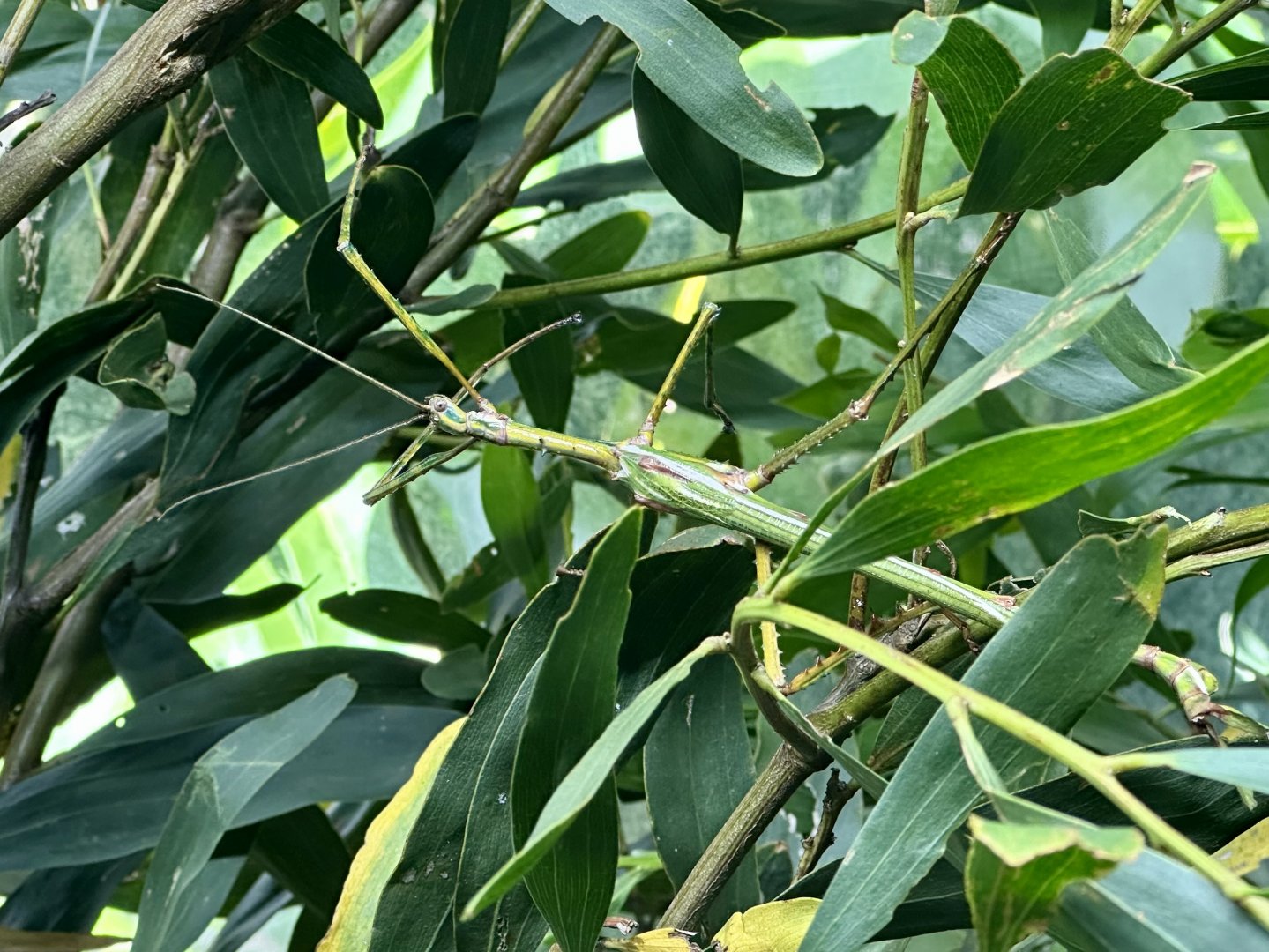 Goliath stick insect (Eurycnema goliath)