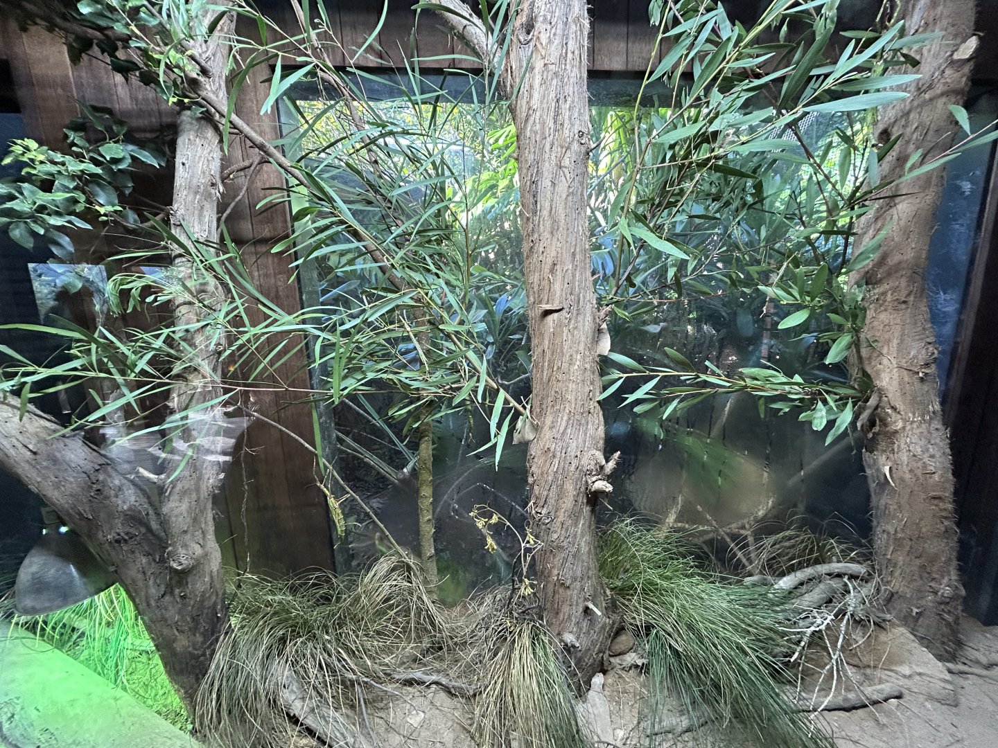 Goliath Stick Insect Exhibit - Australian Bush Track