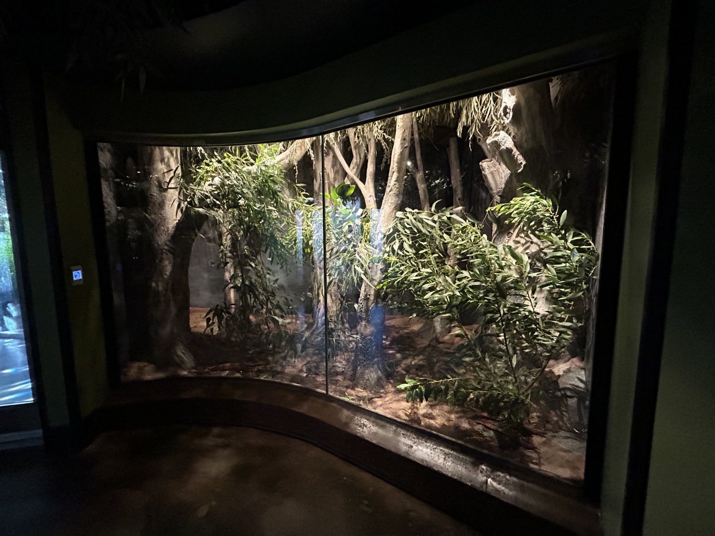 Goliath Stick Insect Exhibit - Wildlife Explorers Basecamp