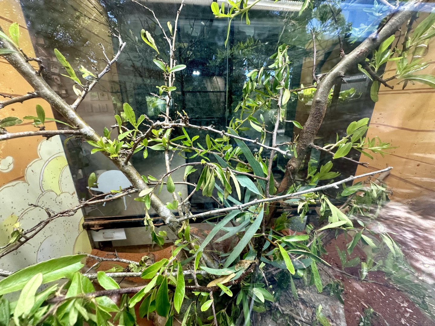 Goliath Stick Insect Exhibit