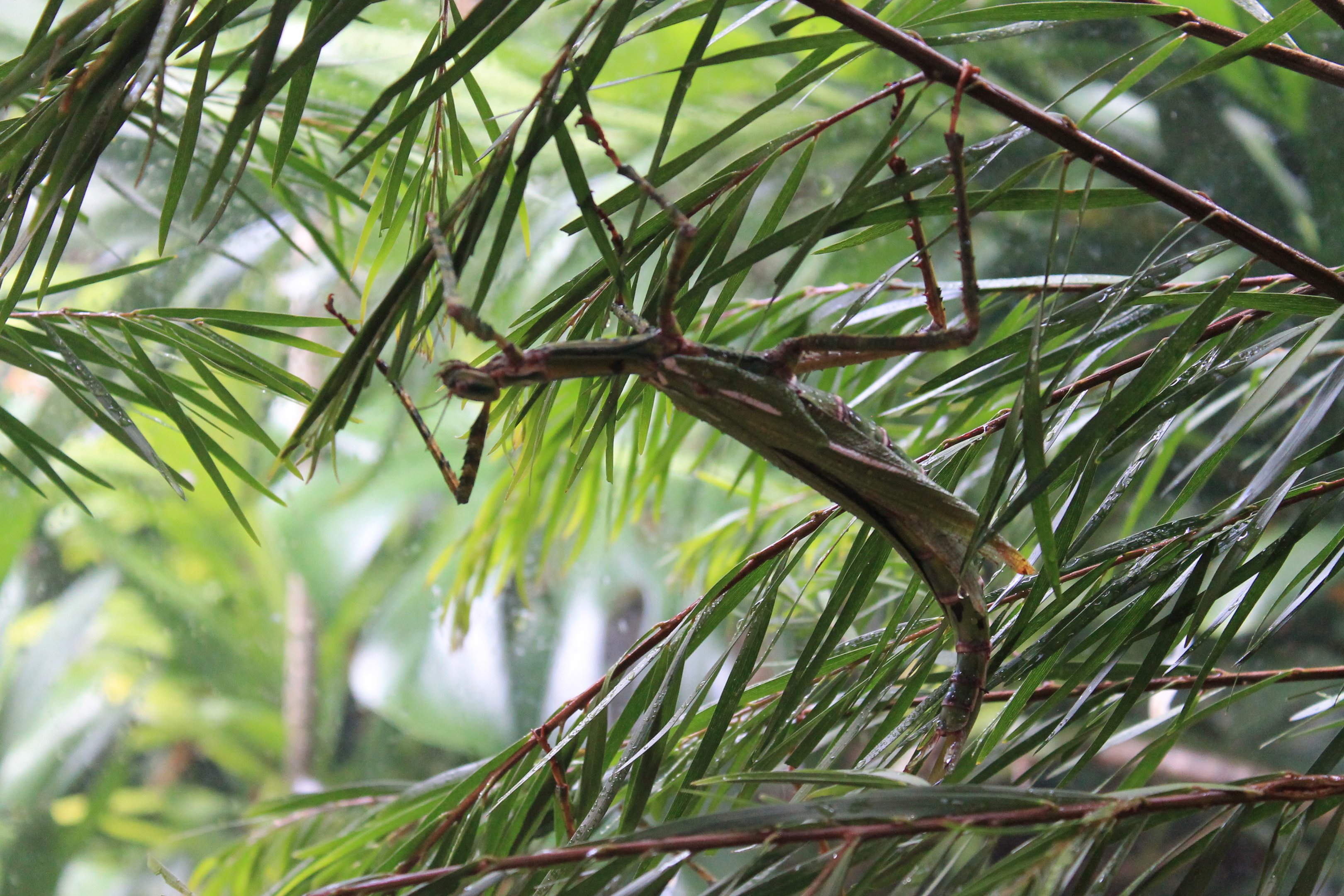 Goliath Stick Insect