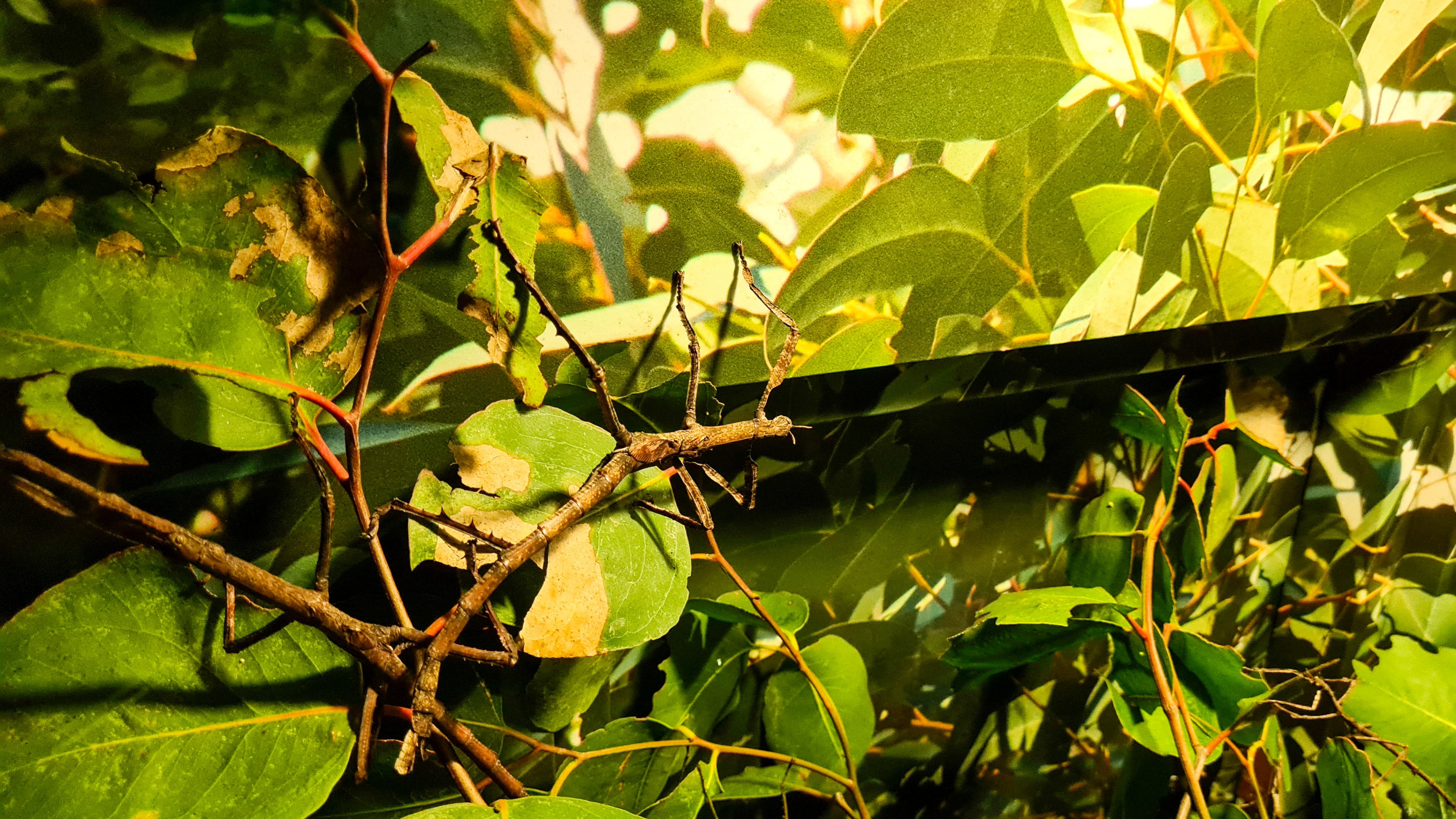 Goliath stick insect