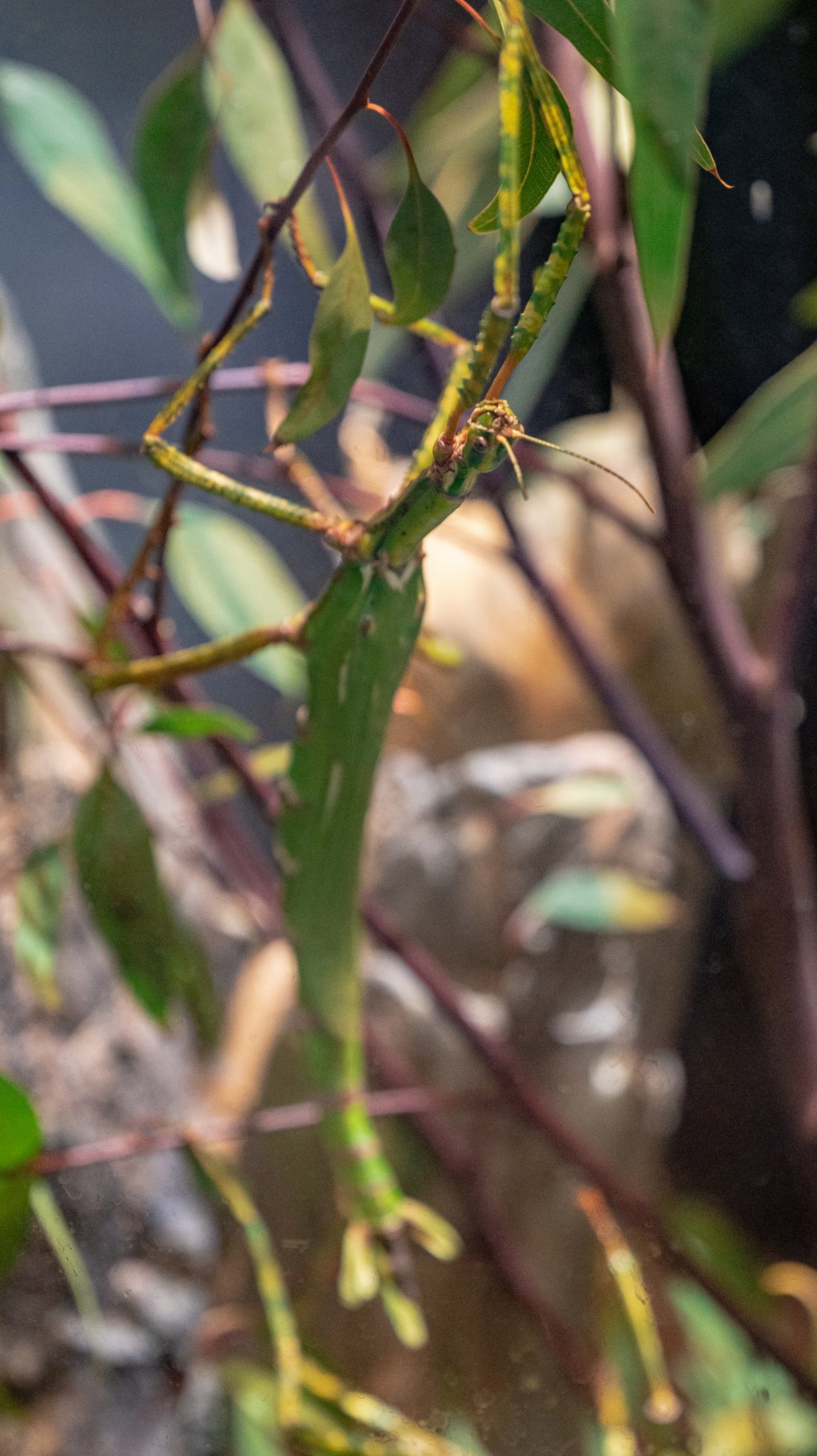 Goliath Stick Insect