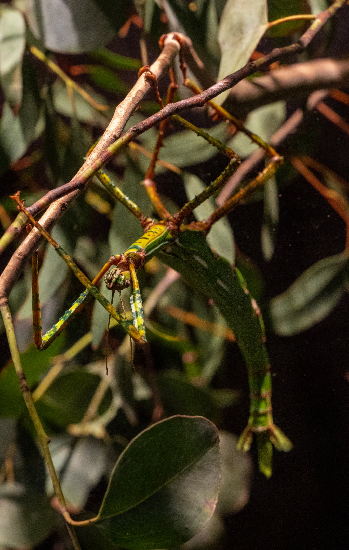 Goliath Stick Insect